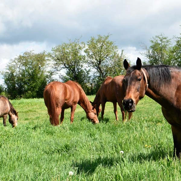 Pension pour chevaux à Bost, Allier